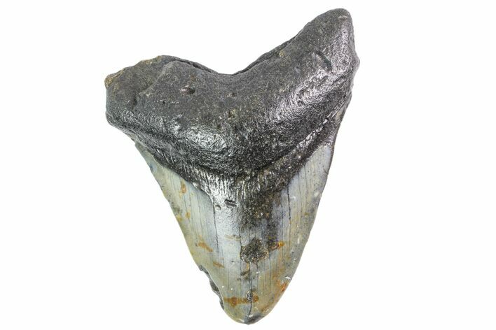 Bargain, Fossil Megalodon Tooth - North Carolina #153104